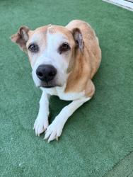 Reunited Female Dog last seen SW 62nd Ave, Sandalfoot Cove, FL 33428, USA, Sandalfoot Cove, FL 33428