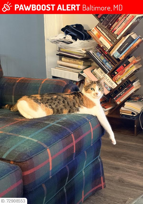 Lost Female Cat last seen Lake Avenue , Baltimore, MD 21213