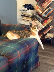 Lost Female Cat last seen Lake Avenue , Baltimore, MD 21213