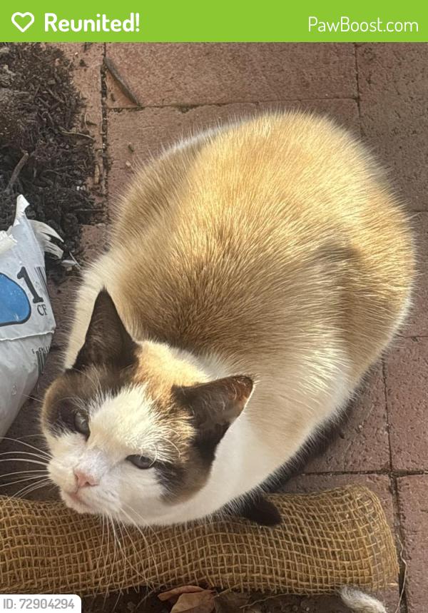 Reunited Female Cat last seen Pecos and Cooper, Chandler, AZ 85225