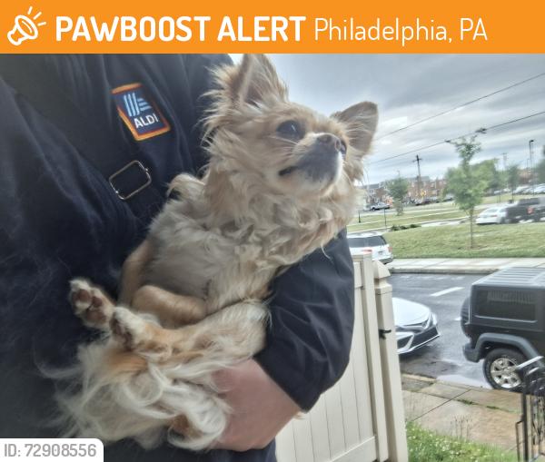 Found/Stray Male Dog last seen Horrocks and Princeton Streets, Philadelphia, PA 19149