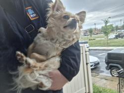 Found/Stray Male Dog last seen Horrocks and Princeton Streets, Philadelphia, PA 19149