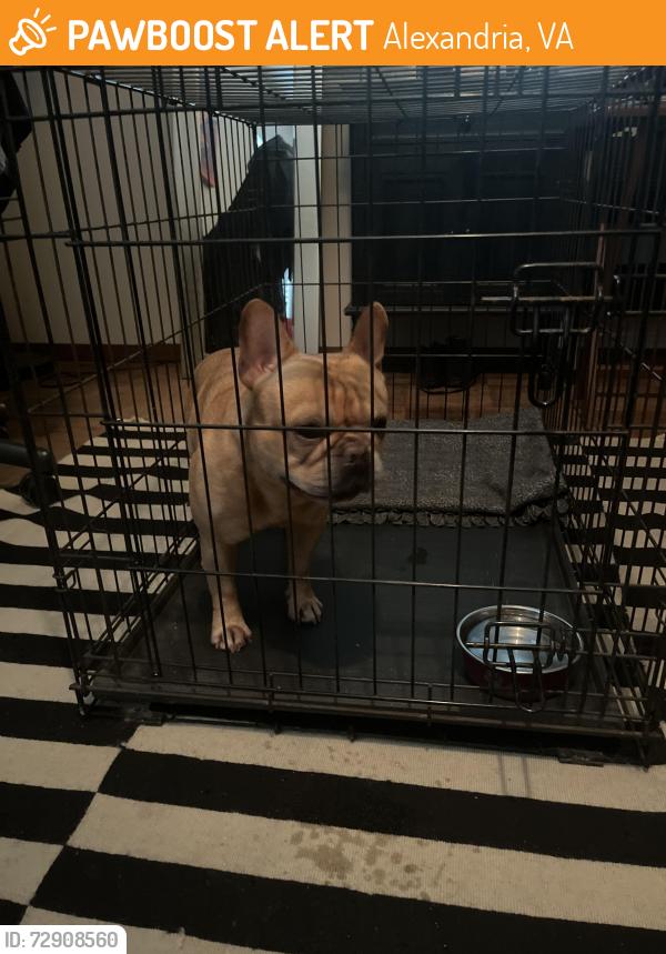 Found/Stray Male Dog last seen Colfax and Dawes Ave, Alexandria, VA 22311