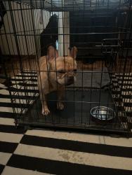 Found/Stray Male Dog last seen Colfax and Dawes Ave, Alexandria, VA 22311