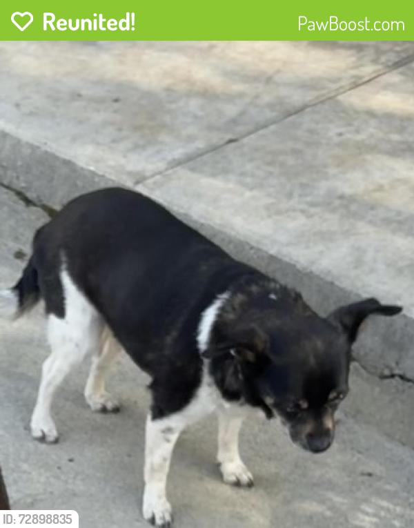 Reunited Female Dog last seen Elsinore Road and Coventry, Riverside, CA 92506