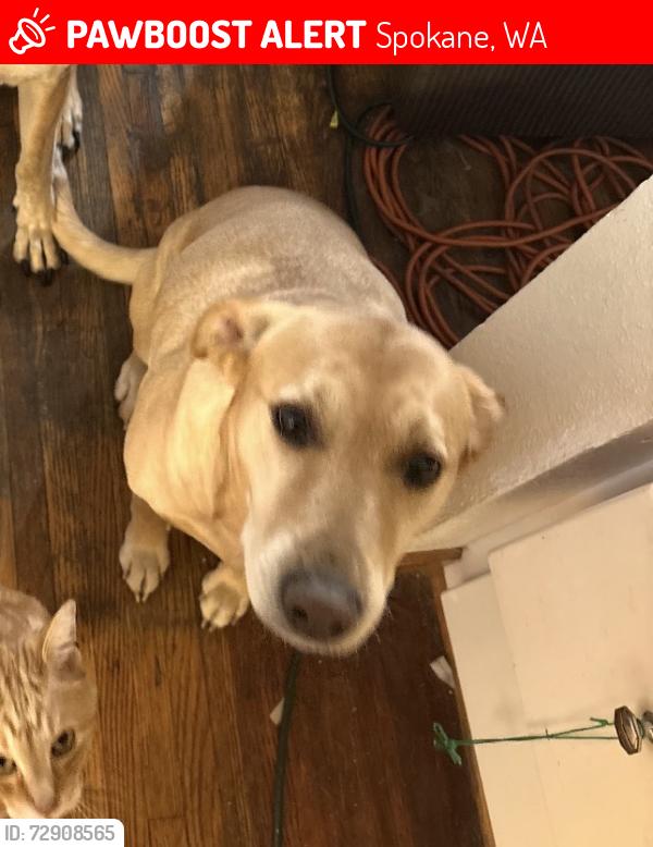 Lost Female Dog last seen Ridgeview Elementary, Spokane, WA 99205
