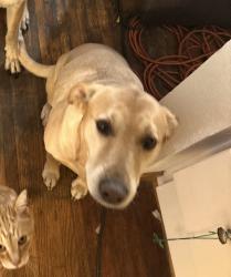 Lost Female Dog last seen Ridgeview Elementary , Spokane, WA 99205