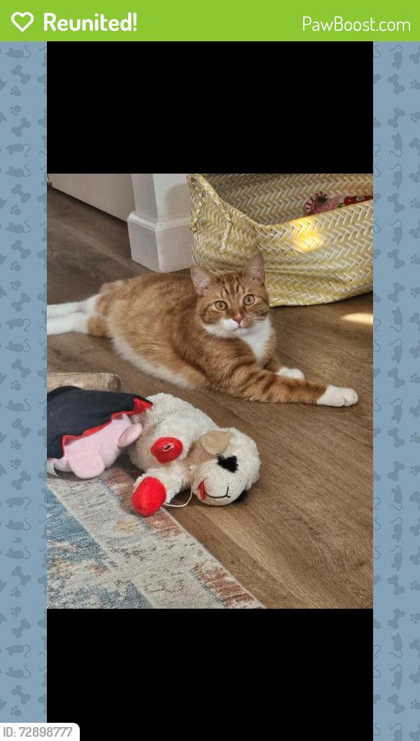 Reunited Male Cat last seen Oxford and Bailey , Dearborn, MI 48124