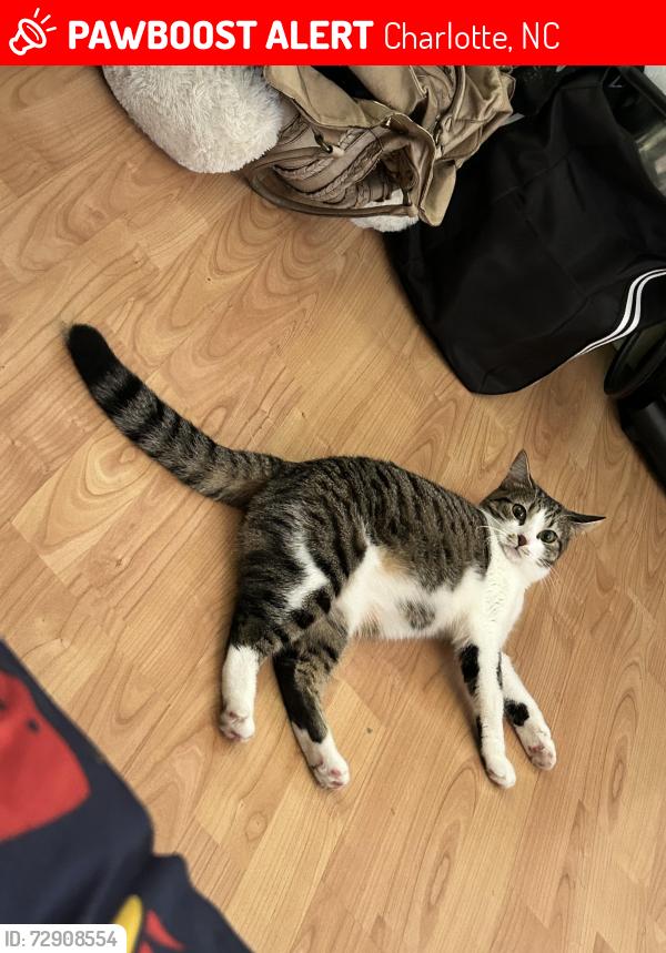 Lost Female Cat last seen Kayce ln, Charlotte, NC 28213