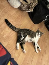 Lost Female Cat last seen Kayce ln, Charlotte, NC 28213