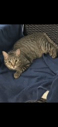 Lost Female Cat last seen Fury’s Ferry, Evans, GA 30809