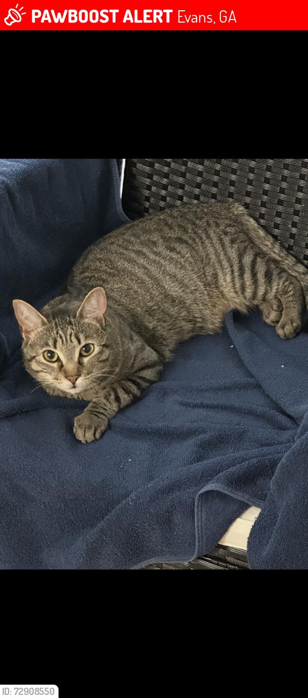 Lost Female Cat last seen Fury’s Ferry, Evans, GA 30809