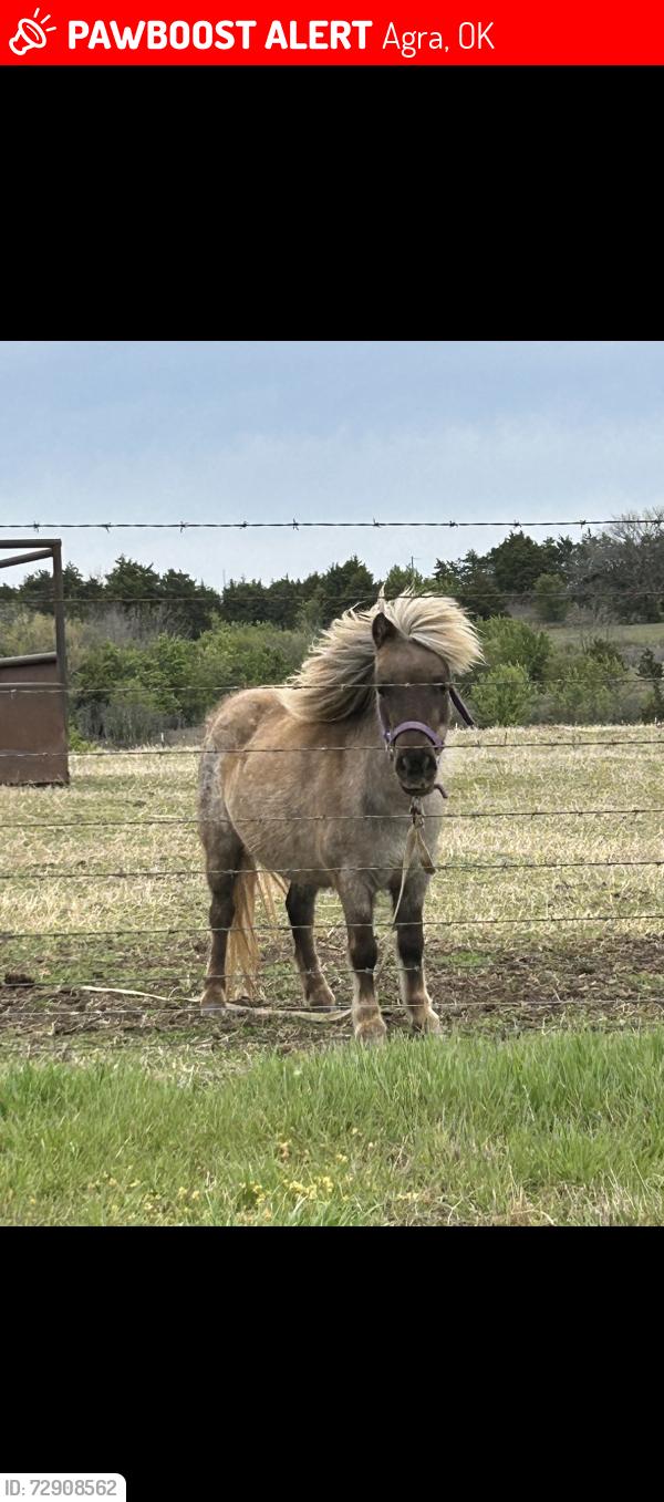 Lost Female Horse last seen Near road , Agra, OK 74824