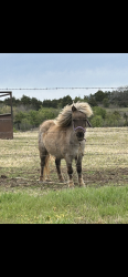 Lost Female Horse last seen Near road , Agra, OK 74824
