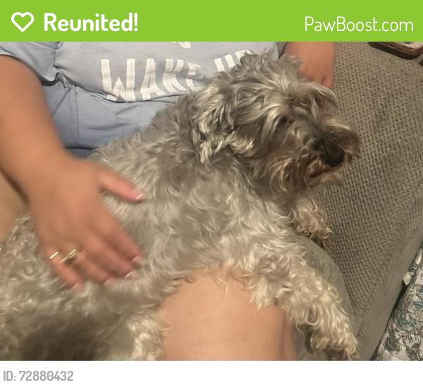 Reunited Male Dog last seen Campo del sol , Mustang Ridge, TX 78610