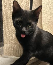 Lost Female Cat last seen Near NW 10th Street Sunrise, Fl 33323, Sunrise, FL 33323
