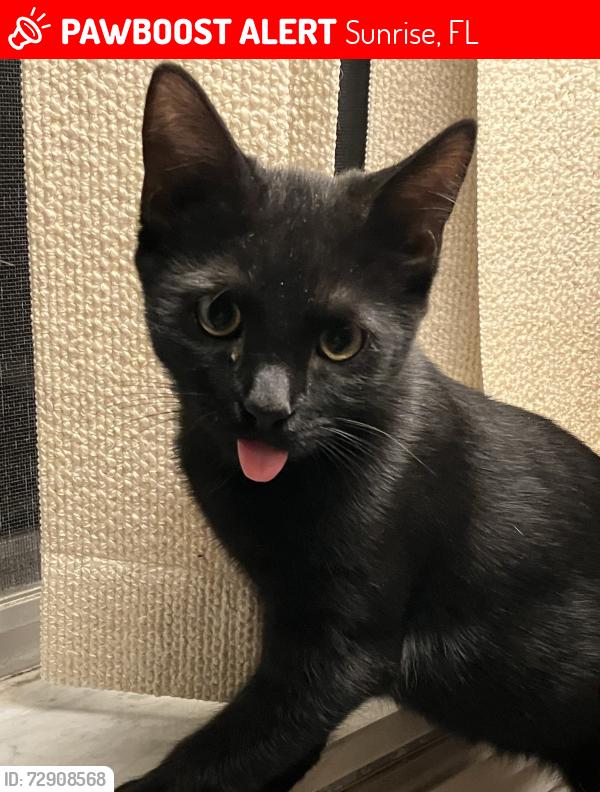 Lost Female Cat last seen Near NW 10th Street Sunrise, Fl 33323, Sunrise, FL 33323