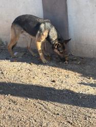 Found/Stray Unknown Dog last seen N 48th Ln and holly street , Phoenix, AZ 85035