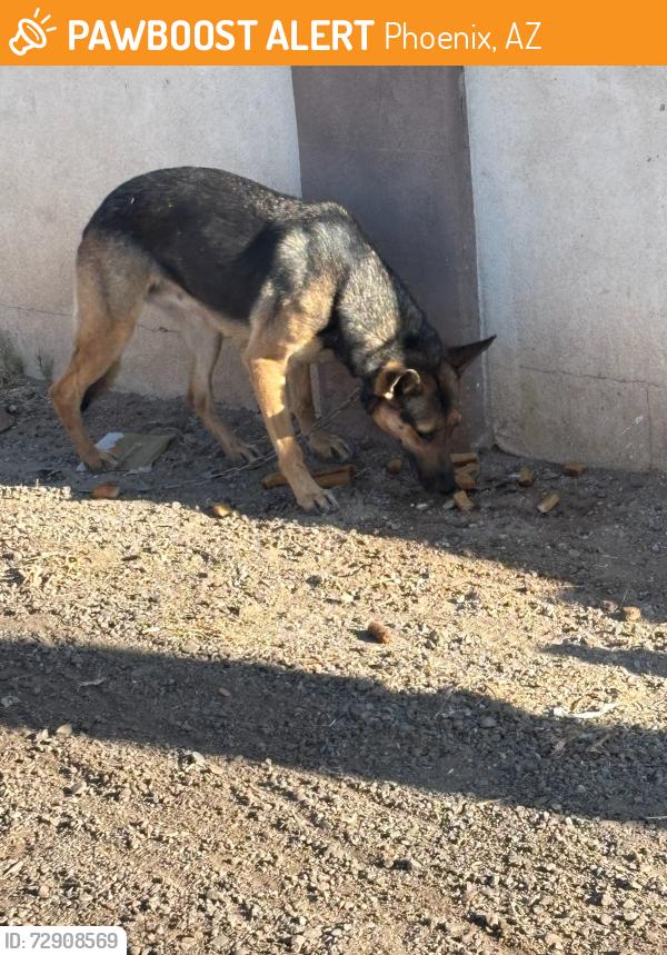 Found/Stray Unknown Dog last seen N 48th Ln and holly street , Phoenix, AZ 85035