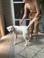 Found/Stray Female Dog last seen Johnson Rd @ Wildwood Rd, Maryville, TN 37804