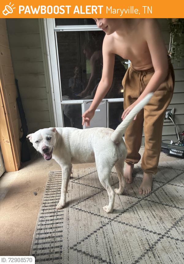 Found/Stray Female Dog last seen Johnson Rd @ Wildwood Rd, Maryville, TN 37804