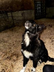 Found/Stray Male Dog last seen Coonpath Rd, Fairfield County, OH 43148