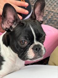 Reunited Female Dog last seen South Lake Forest Drive, Davie, FL 33328