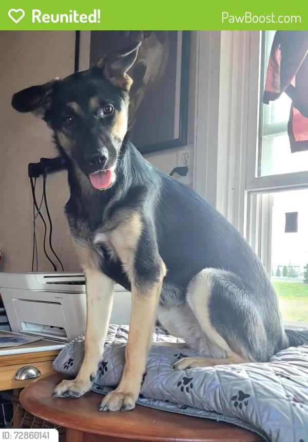 Reunited Female Dog last seen Near S Salem Church Rd, York, PA 17408, USA, York, PA 17408