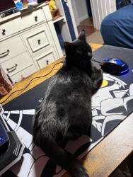 Reunited Female Cat last seen Newtown rd & Kempsville rd, Norfolk, VA 23502