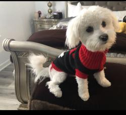 Reunited Male Dog last seen Martin Luther King near Bar B Que Heaven , Indianapolis, IN 46208