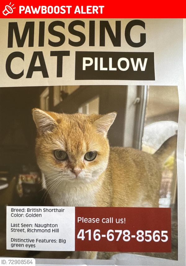 Lost Male Cat last seen Yonge Street & Canyon Hill Drive, Leyburn Avenue,burndean Ct,Abitibi Street, Richmond Hill, ON L4C