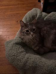 Reunited Male Cat last seen N 52nd and Euclid Streets near Montgomery Ave. , Philadelphia, PA 19151