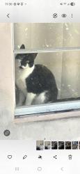 Lost Female Cat last seen Cresthaven, Pompano Beach, FL 33060