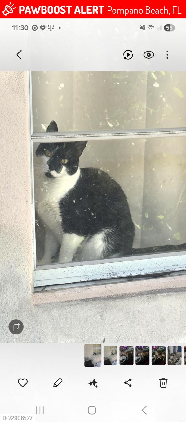 Lost Female Cat last seen Cresthaven, Pompano Beach, FL 33060
