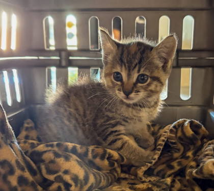 Shelter Stray Female Cat last seen James and North, Sanger Zone Fresno CO 4 93657, CA, Fresno, CA 93706