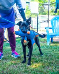 Shelter Stray Female Dog last seen Near Candler Rd, Decatur, GA 30034, 30034, GA, Atlanta, GA 30341