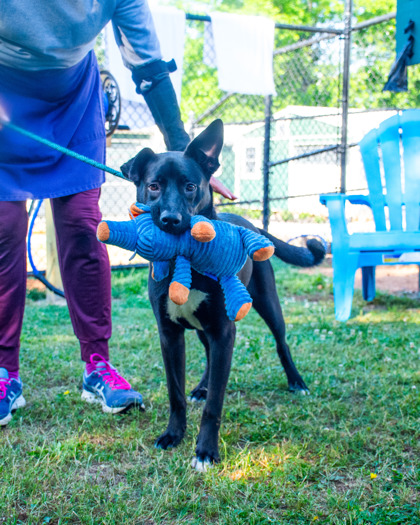 Shelter Stray Female Dog last seen Near Candler Rd, Decatur, GA 30034, 30034, GA, Atlanta, GA 30341