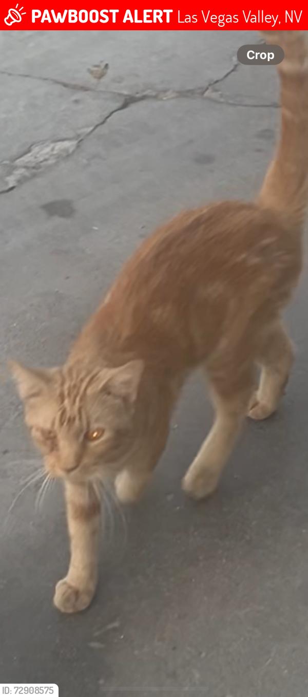Lost Male Cat last seen okey eastern , Las Vegas Valley, NV 89104