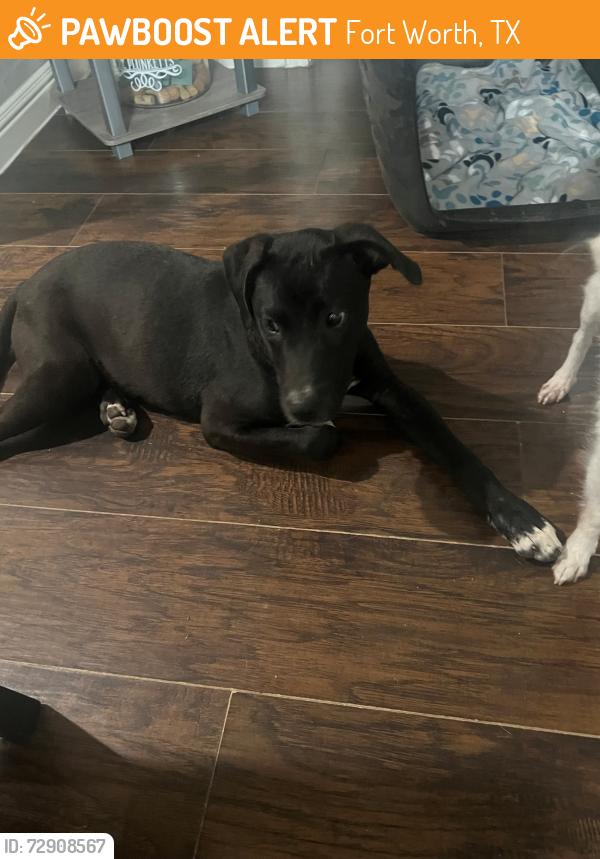 Found/Stray Male Dog last seen Riverside Drive / 121, Fort Worth, TX 76111