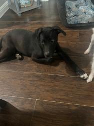 Found/Stray Male Dog last seen Riverside Drive / 121, Fort Worth, TX 76111