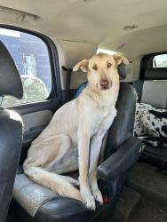 Reunited Male Dog last seen Indiana street ne 87110, Albuquerque, NM 87110