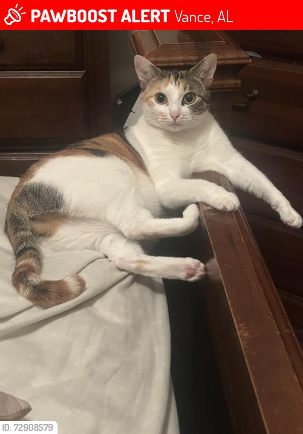 Lost Female Cat last seen Hi road Vance AL, Vance, AL 35490