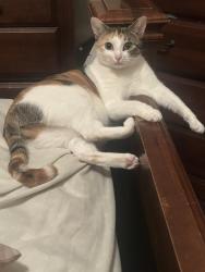 Lost Female Cat last seen Hi road Vance AL, Vance, AL 35490
