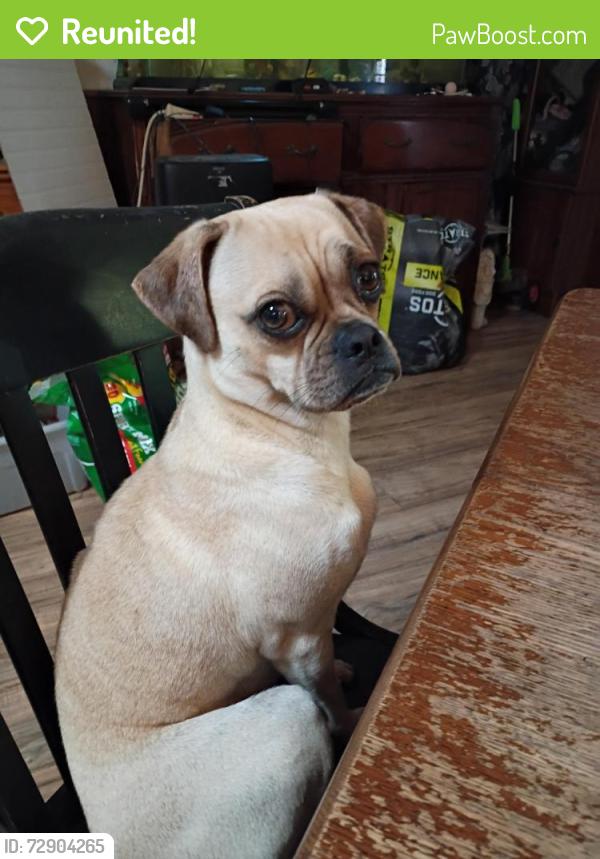 Reunited Female Dog last seen Terminal loop rd, McQueeney, TX 78123