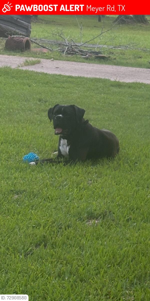 Lost Male Dog last seen Meyer road huffman texas, Meyer Rd, TX 77336