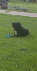 Lost Male Dog last seen Meyer road huffman texas, Meyer Rd, TX 77336