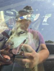 Found/Stray Unknown Dog last seen Its at the Humane Society in Regent Park Fort Mill SC, Fort Mill, SC 29715