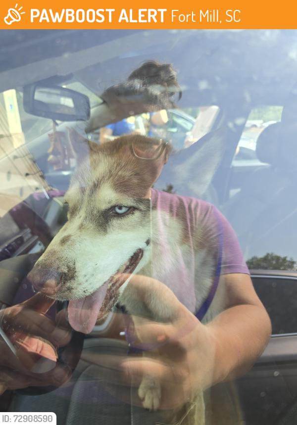 Found/Stray Unknown Dog last seen Its at the Humane Society in Regent Park Fort Mill SC, Fort Mill, SC 29715