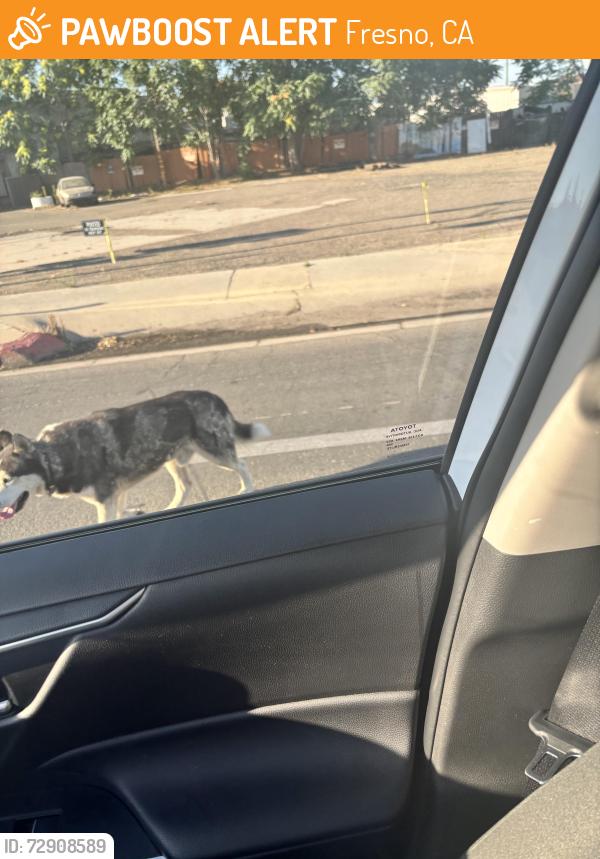 Found/Stray Unknown Dog last seen On Divisidero between Fulton and H street where the apmts are located , Fresno, CA 93721