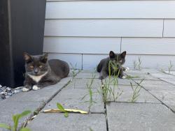 Lost Female Cat last seen Near Vanderbilt Rd, Ellensburg, WA 98926